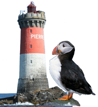 Thématiques : phares d'iroise et oiseaux marins